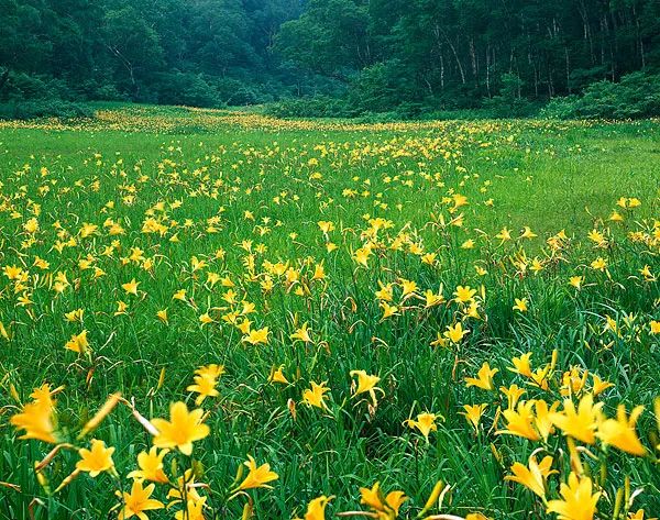丰收啦满目黄花遍地金为昌平黄花打call