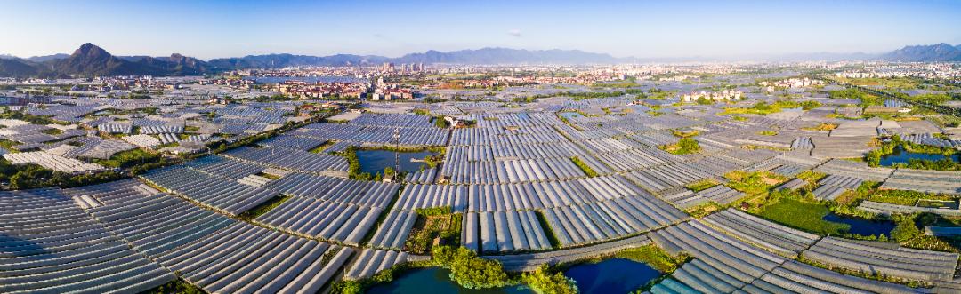 小康路上的甜蜜事业浦江葡萄产业发展侧记