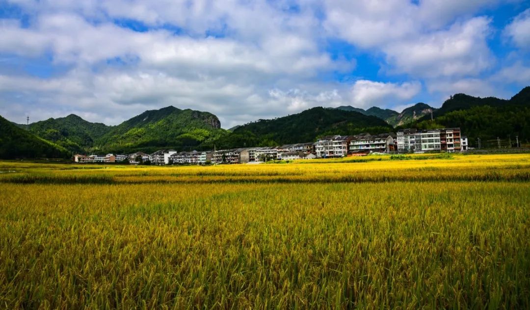 一把手谈桂山乡党委书记夏青云激扬新时代温州人精神唱响高山田园新