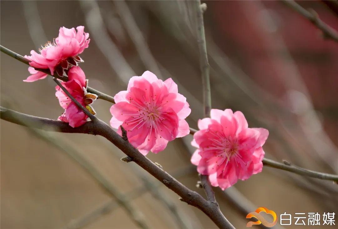 组队吧 一起打响石马桃花品牌 均禾花农 好的