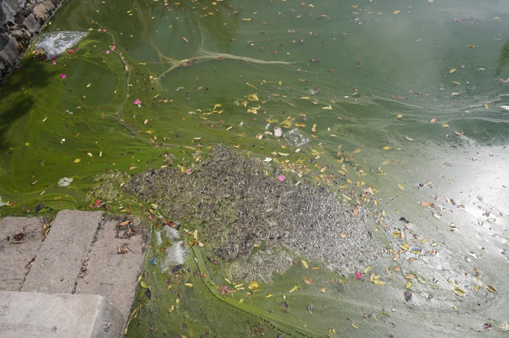 乱丢的生活垃圾发出臭味还有一些死鱼漂浮在水面上但是池塘里的水依然