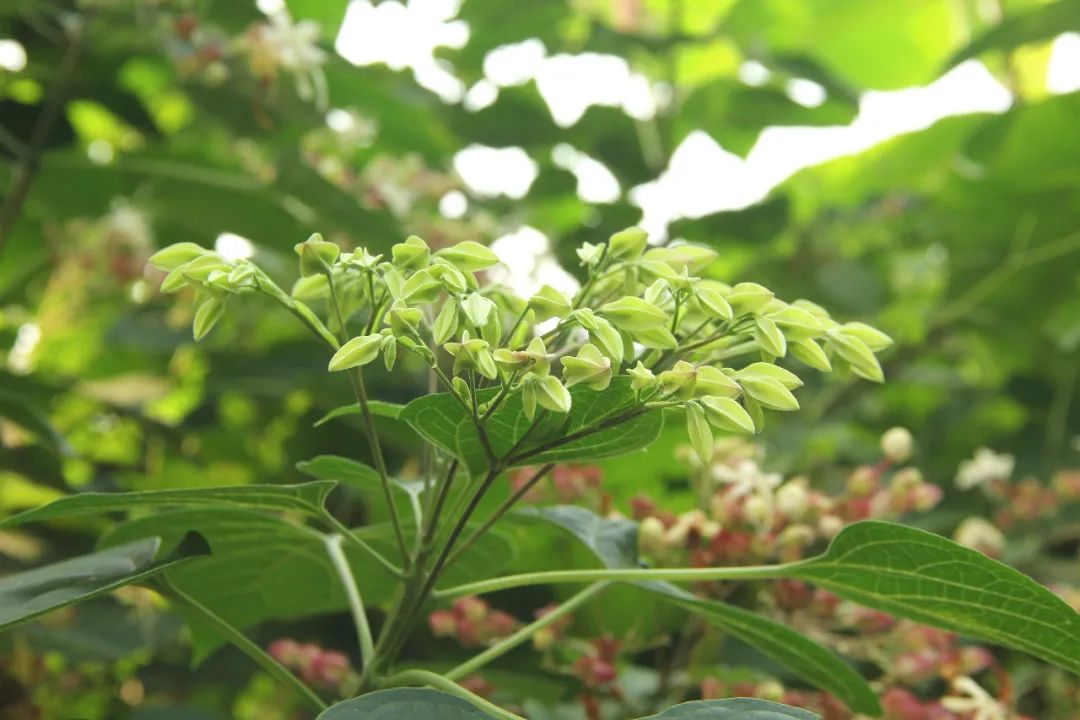海州常山花开盛夏快来吃下上海植物园的这一波安利