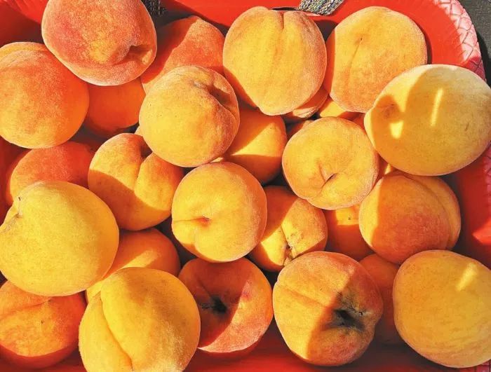 潼南这里的黄桃等你来摘!