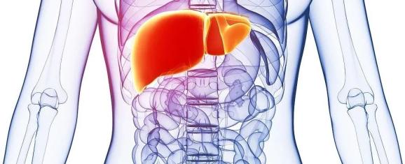 科普你的肝脏可比身体更怕胖从脂肪肝到肝癌仅需五步