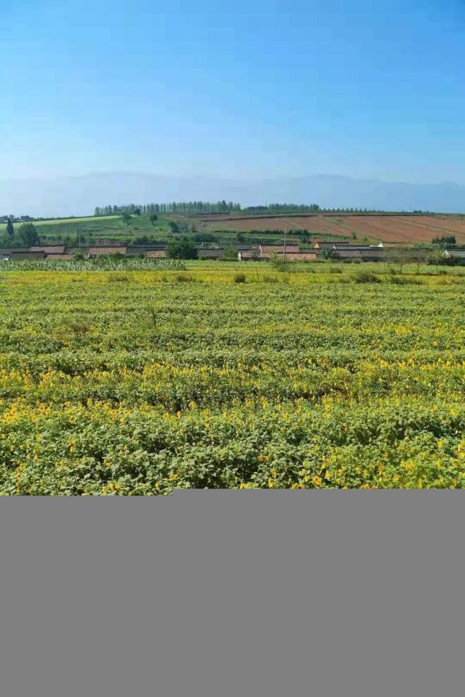 还有10天宝鸡市区这片百亩花海即将惊艳全城安排约起