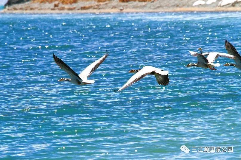 【三江源，我们的国家公园】鄂陵湖边路遇管护员