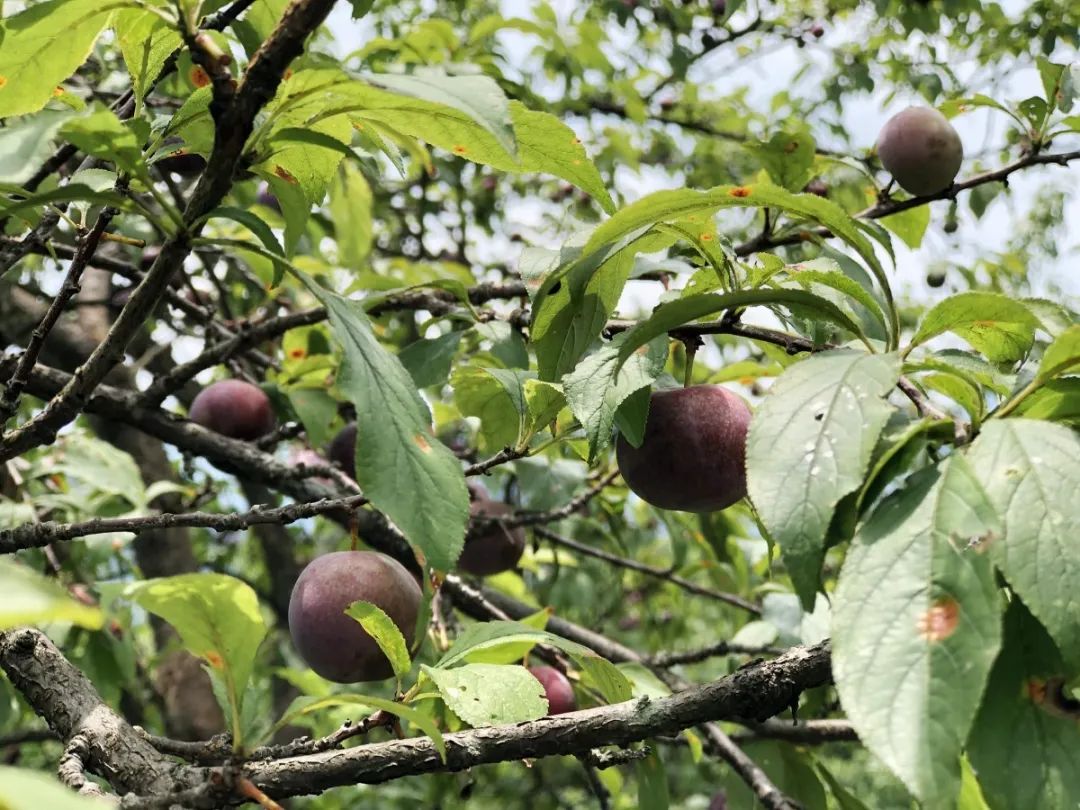 的气候特点和优越的环境资源,让姓坪村的猪血李真正做到纯天然无污染