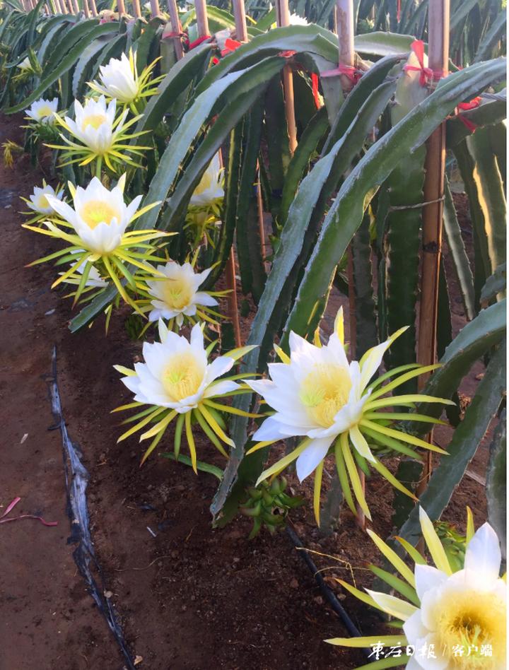 南果北种喜获丰收红心火龙果在邳庄镇开出致富花