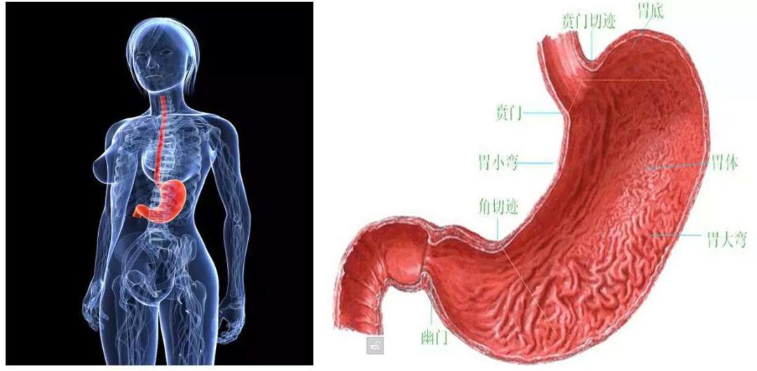 宝宝胃和大人胃比较图图片