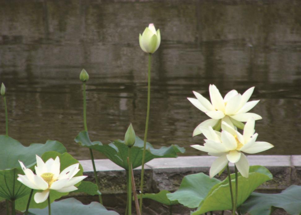 不轻视白衣,他安心办道的高洁心性与平等精神也与东林寺的这一池白莲