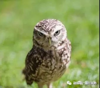 淄川小鹞鹰被困民警暖心救助