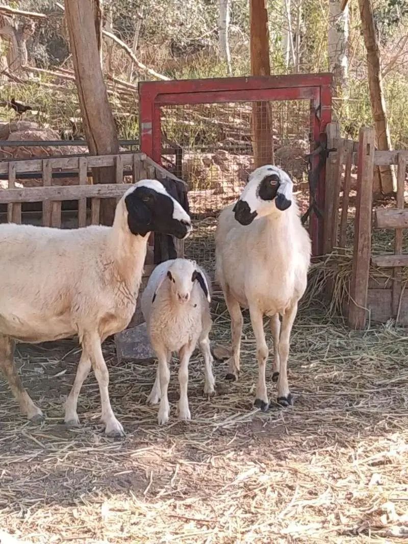 发现巴尔楚克羊拥有黑眼圈的熊猫羊