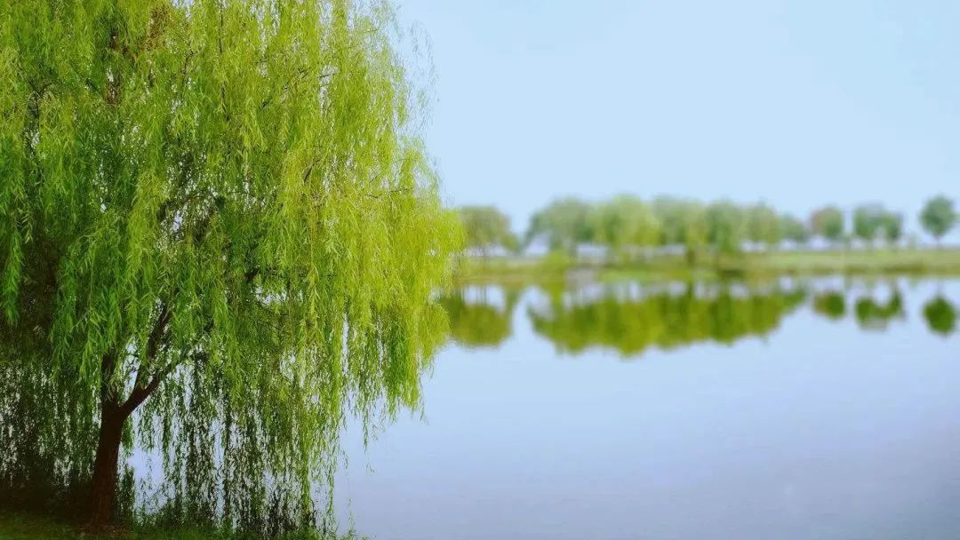 走向我们的小康生活开平市凤鹤湾湿地公园老城区里的新绿洲