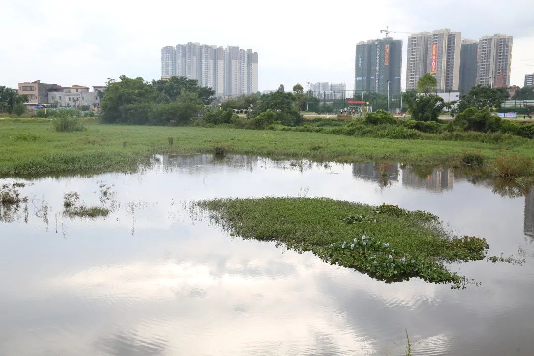 走向我们的小康生活开平市凤鹤湾湿地公园老城区里的新绿洲