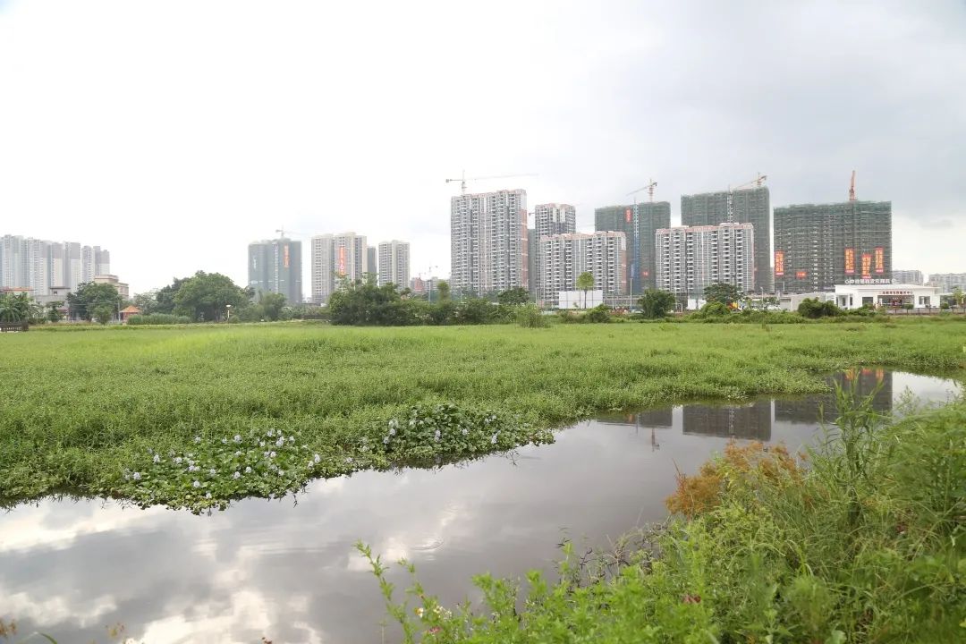 走向我们的小康生活开平市凤鹤湾湿地公园老城区里的新绿洲
