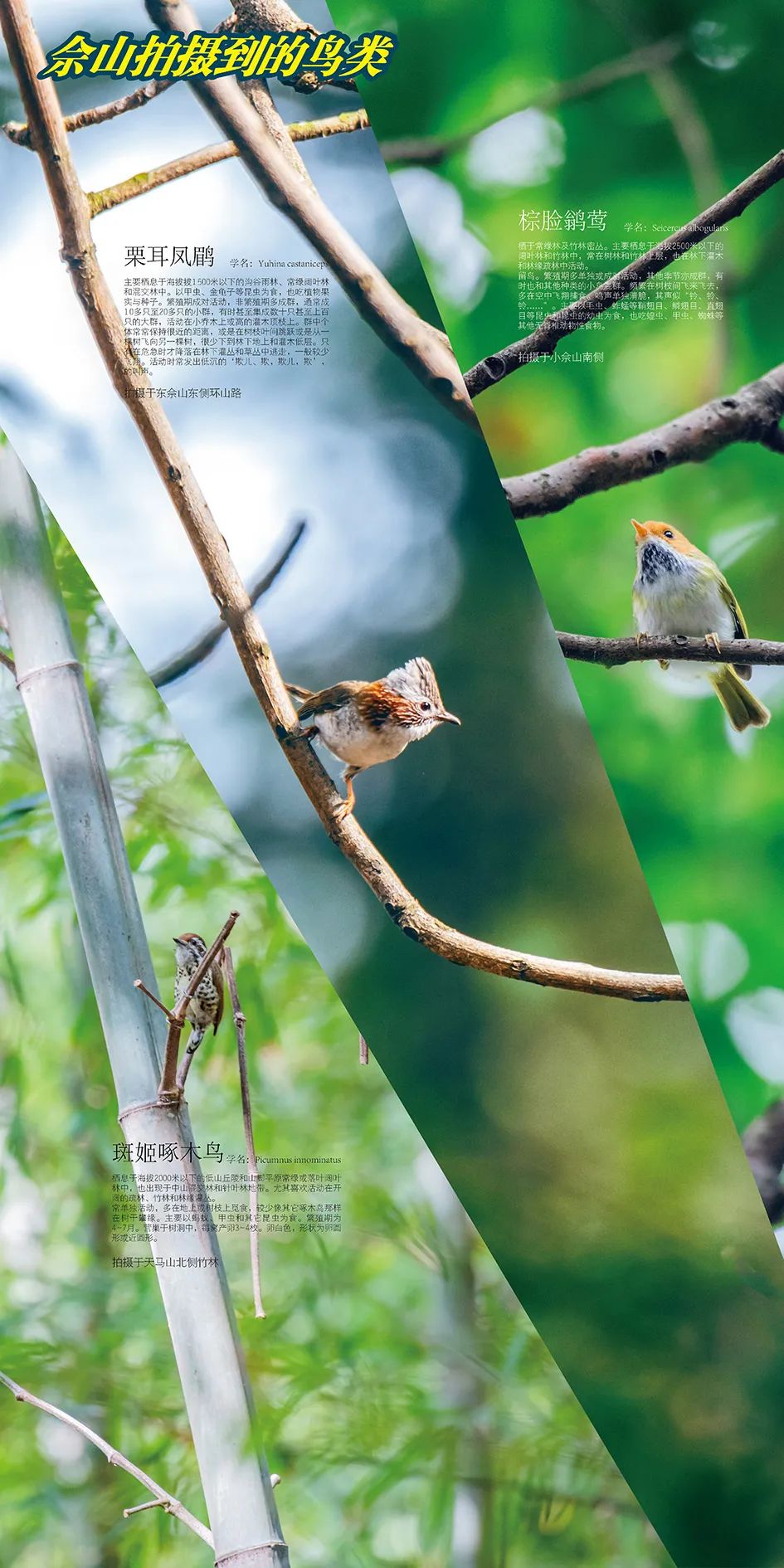 走!来天马山避暑,看鸟