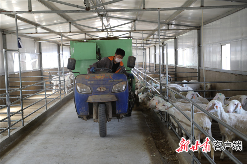 环县养羊场在机械化投喂饲料.新甘肃·甘肃日报通讯员李文