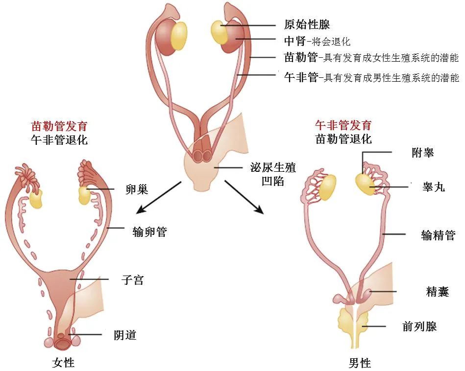 一场变故 让她幸福的生活支离破碎