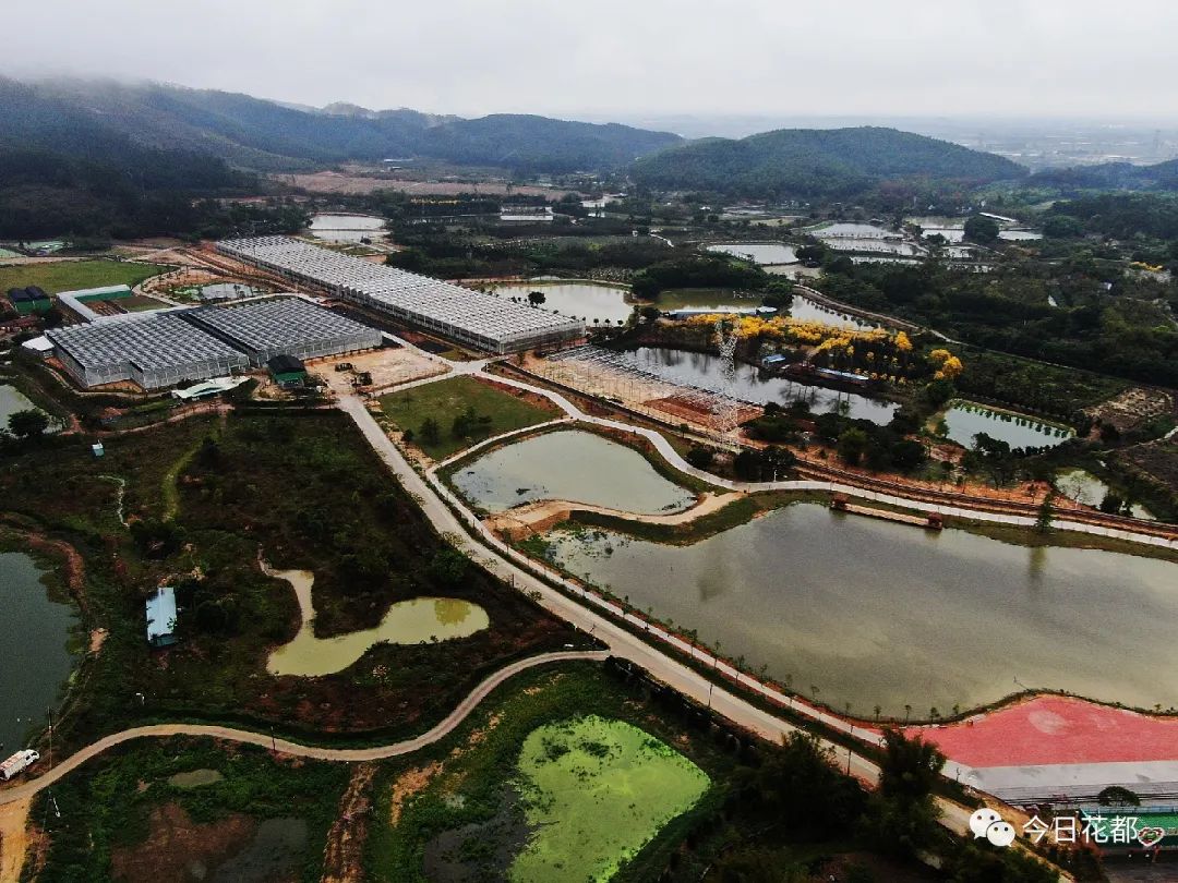 以往,瓜果长在地上,采摘要行走在泥土上,弯腰采摘;而在绿沃川空中果园