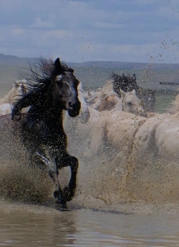 弘扬蒙古马精神丈量过世界版图的蒙古马你了解它的历史吗