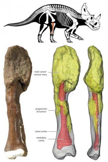 一周科技随我探我国核酸检测半小时可出结果恐龙也会患癌症