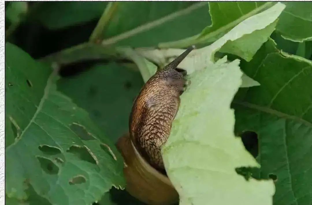 小心!港城"巨蜗牛"频繁出没,或携带寄生虫