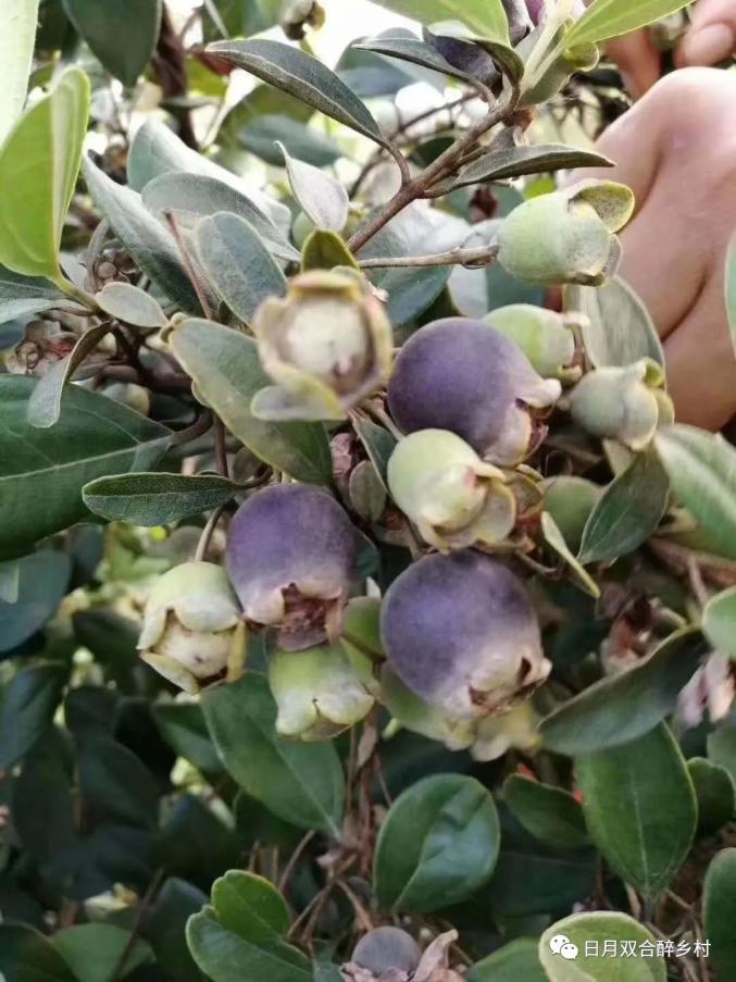 鹤山亲摘稔子不用翻山越岭了来双合这家稔子园