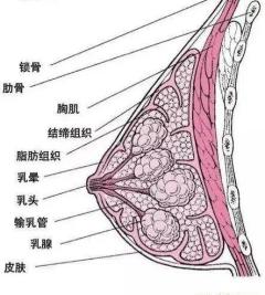 副乳结构图图片