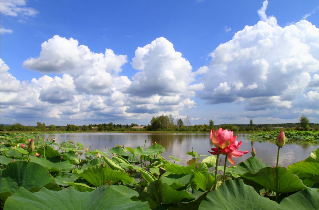 新青国家湿地公园始建于2007年,2013年通过国家验收