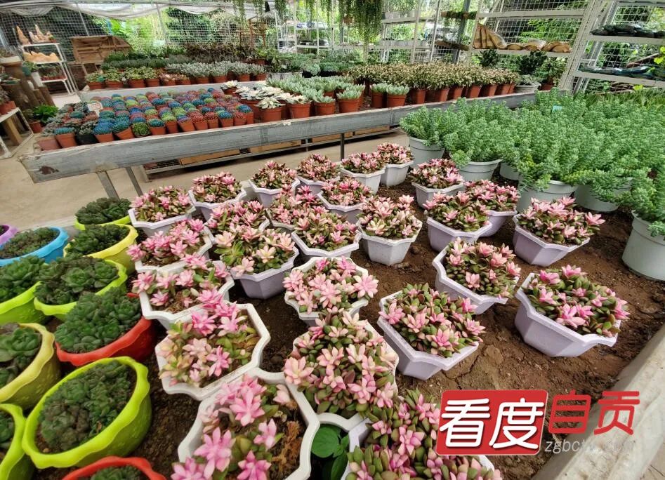 8月9日 8月15日到贡井赏园艺