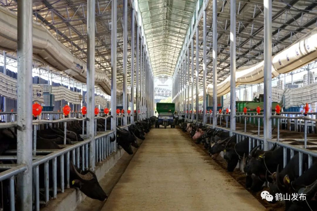 粤桂扶贫协作在牛棚和甘蔗叶加工厂房建设中只投入了约2000多万资金就