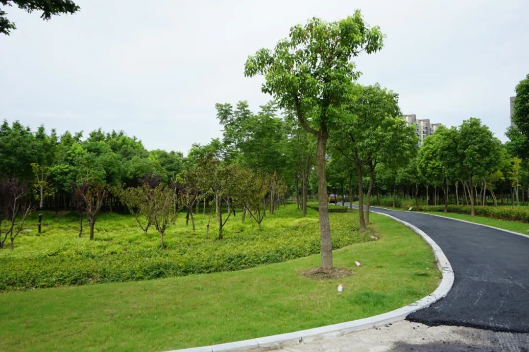 7公顷,绿道总长12.3公里!这片城市森林呼之欲出