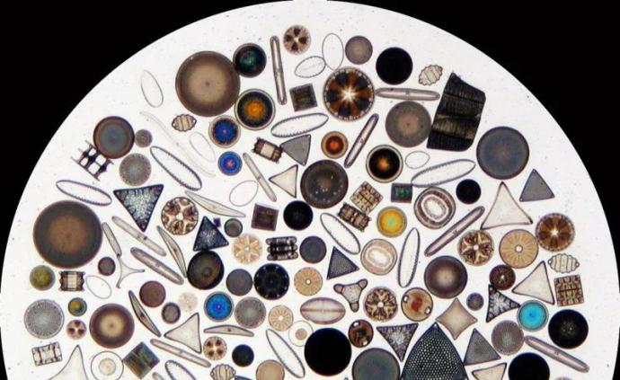 硅藻既不是动物也不是植物，那它是什么？