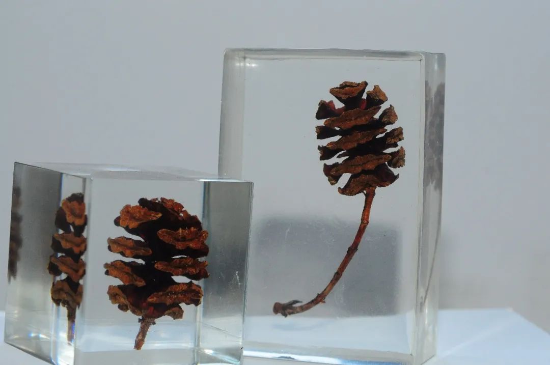 水杉球果滴胶图原标题:《从化石中"走出来"的植物(文末有福利)》