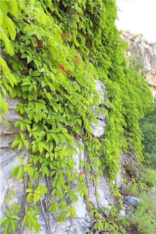 吸收噪音,吸附扬尘又可以作为屏障既可以增加绿化效果它成活率高,枝叶