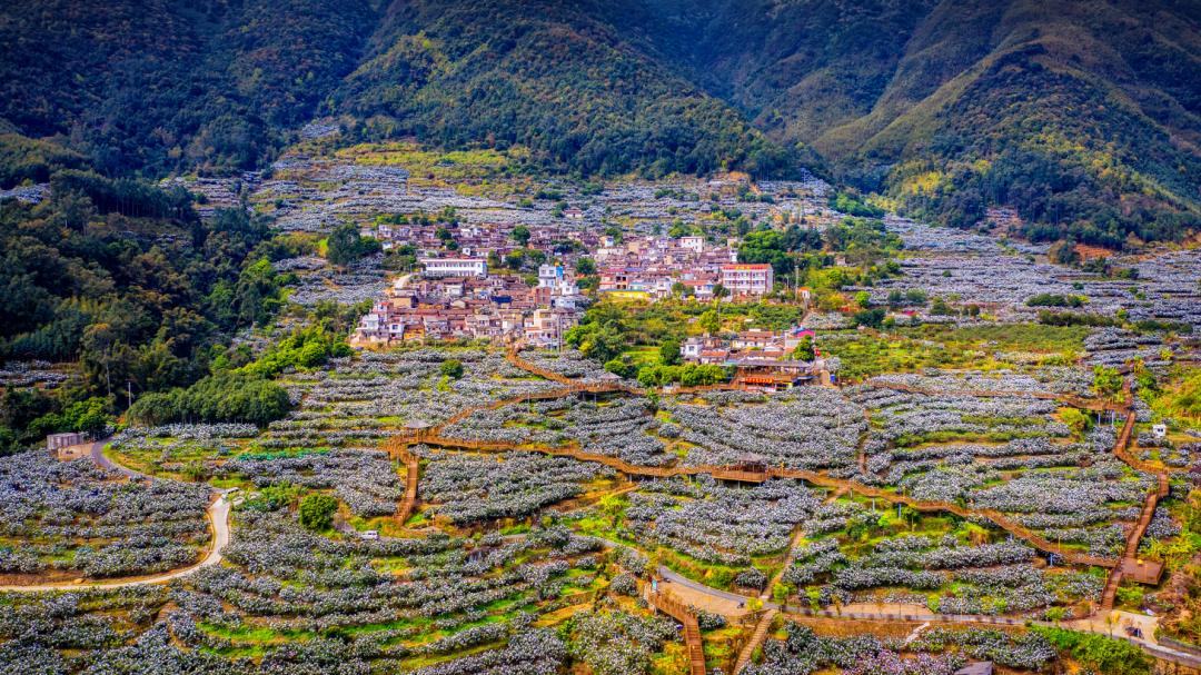 云霄县和平乡棪树村是个"革命老区村",也是"中国枇杷之乡"——云霄县