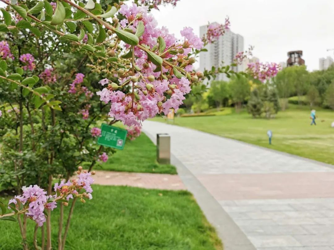 八月的太原又一批绚丽花卉绽放瞅瞅你认识几种