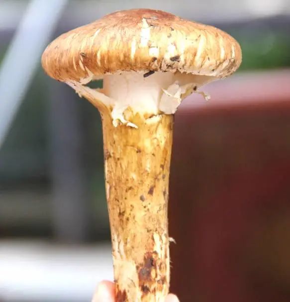 8月~~"松茸君"c位出道