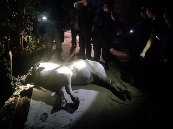 弥勒一村子有疯牛乱窜伤人~警方果断击毙!