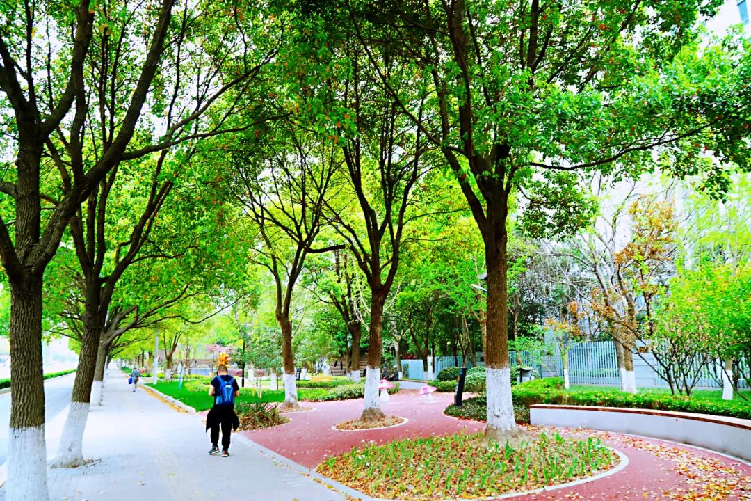 超33公里闵行再添三条环社区绿道未来将打造成休闲绿廊