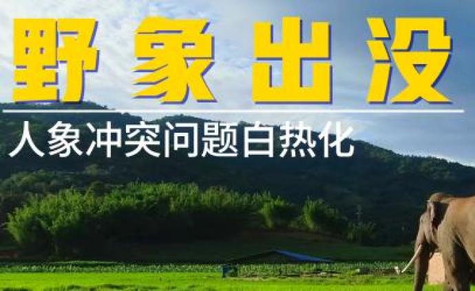 世界大象日 | 野象大闹村庄变身路霸，已致近200人死亡