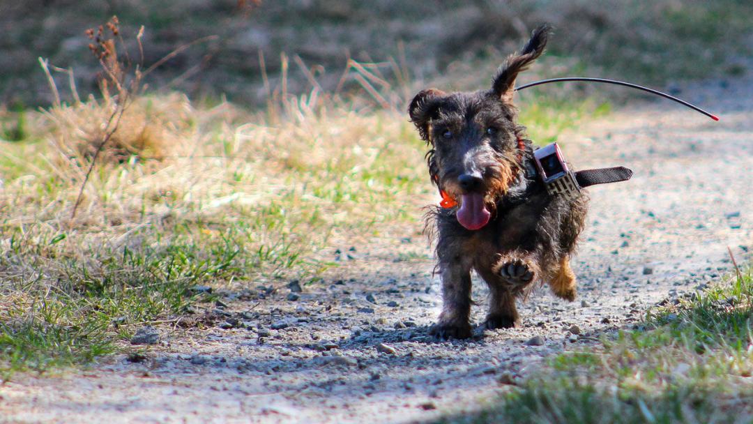 出远门的狗狗为什么不会迷路原来它们有这种超能力