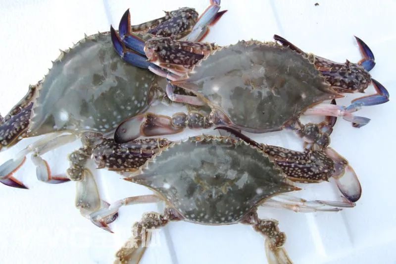 南方螃蟹上市了本地螃蟹大幅降价烟台吃货赶紧造起来吧