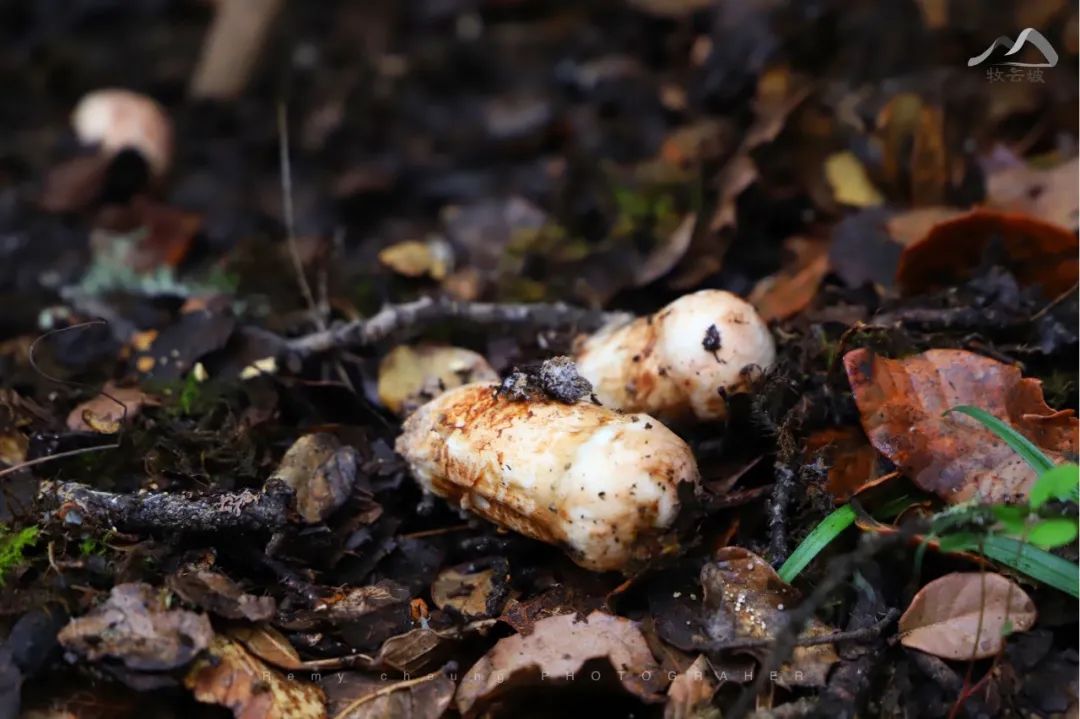 濒危的松茸，能实现可持续采集吗？
