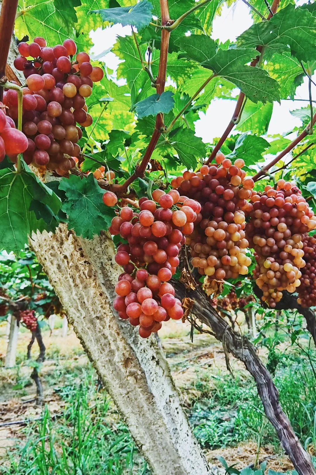 岳麓丰收季早秋时令最甜美的葡萄梨来袭