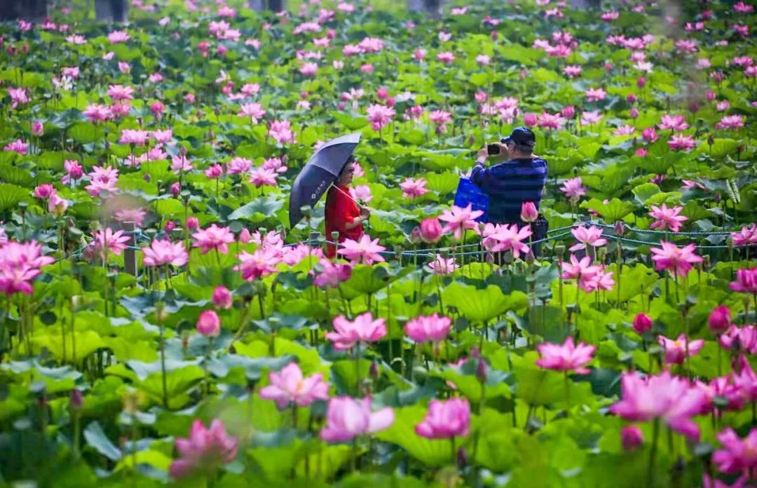 具体路线:吕梁山风景区→伊庄→房村     房村芙蓉园赏荷观鸟
