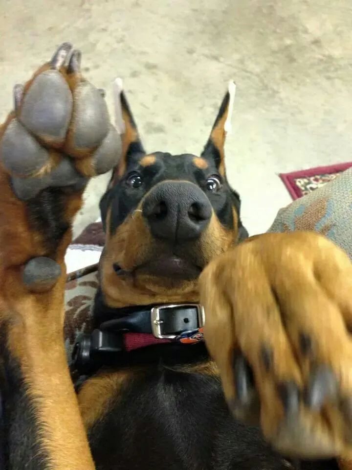 美国萌妹和5只“烈犬”生活在一起，这是什么感觉？_澎湃号·湃客_澎湃新闻-The Paper