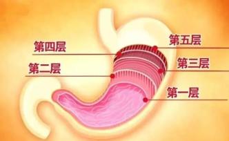 不想像楊天真一樣切胃，節食能把胃餓小嗎？