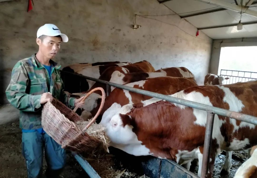 走向我们的小康生活科学养殖让养牛户牛起来