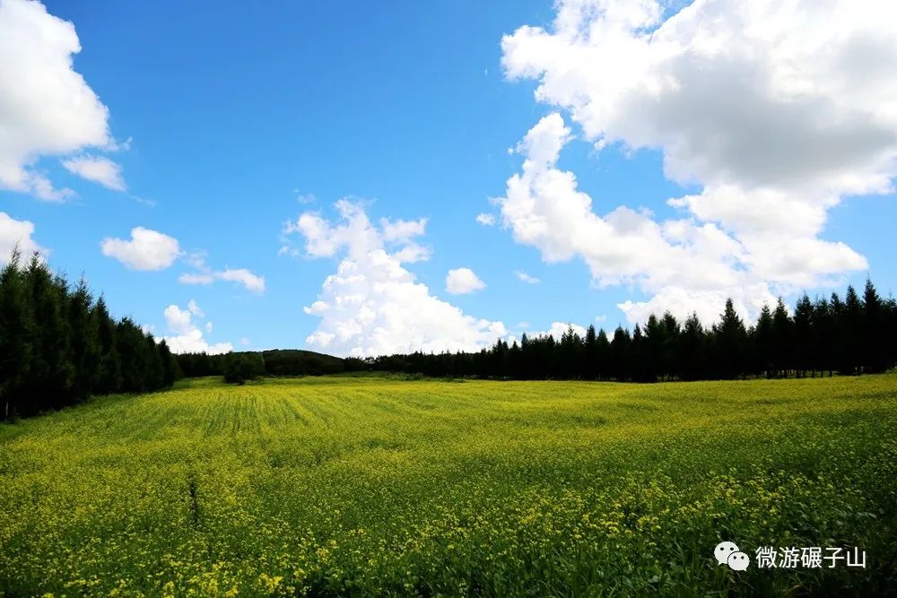 碾子山万亩油菜花海,美翻了!